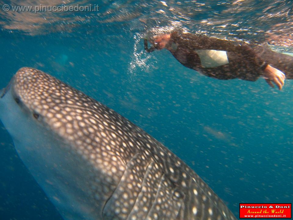 Djibouti - Whale Shark in the Gulf of Aden - 06.jpg